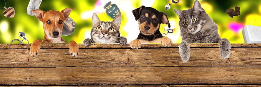 Amare è ricordare anche i nostri amici animali